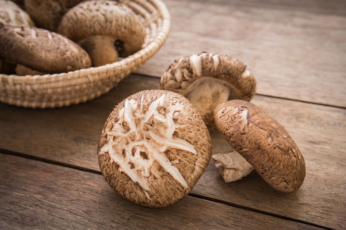 Jamur Sebagai Sumber Protein Nabati Sehat